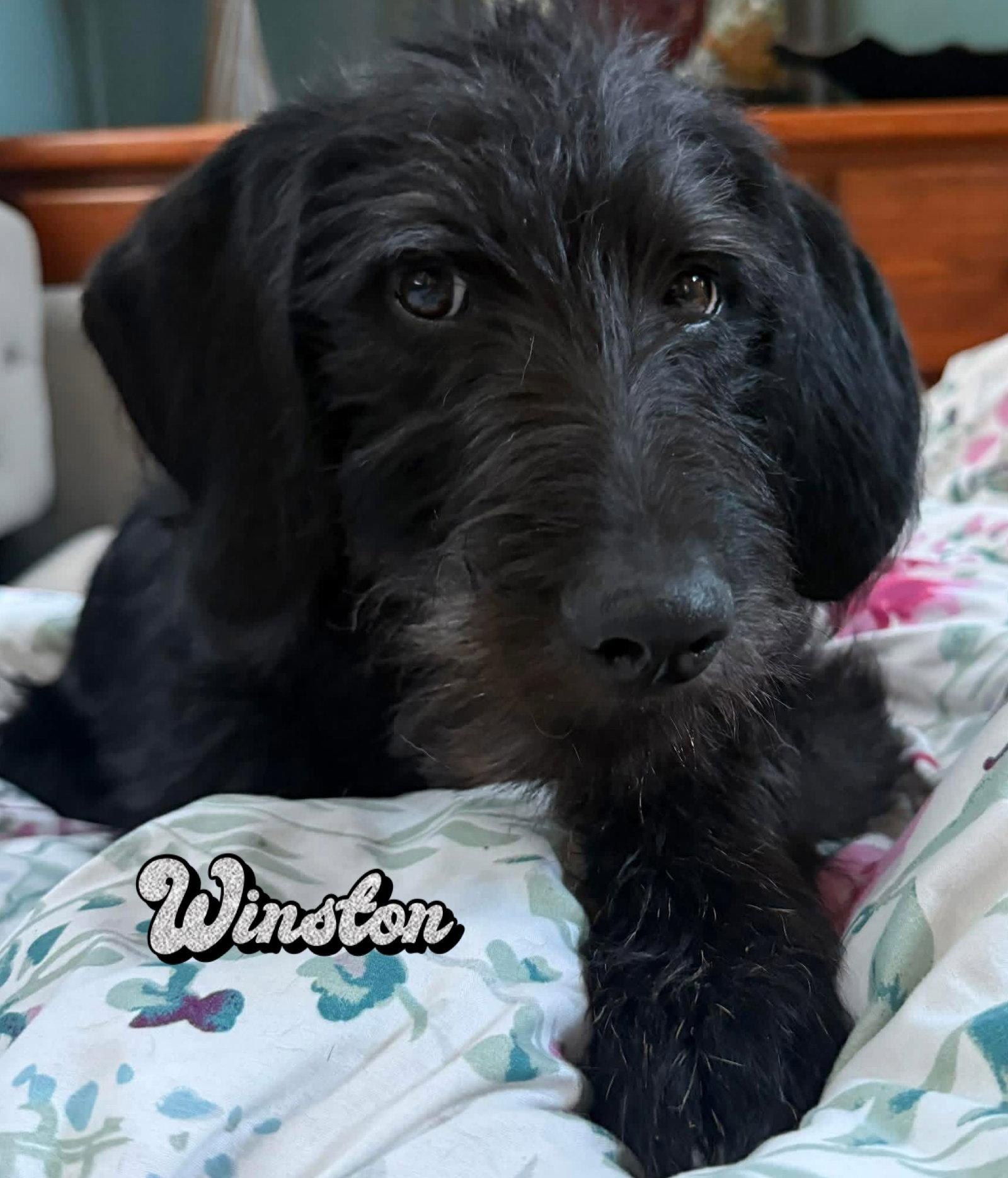 Winston/Murphy, a Adopted mixed breed in Walnutport, PA image 2/3