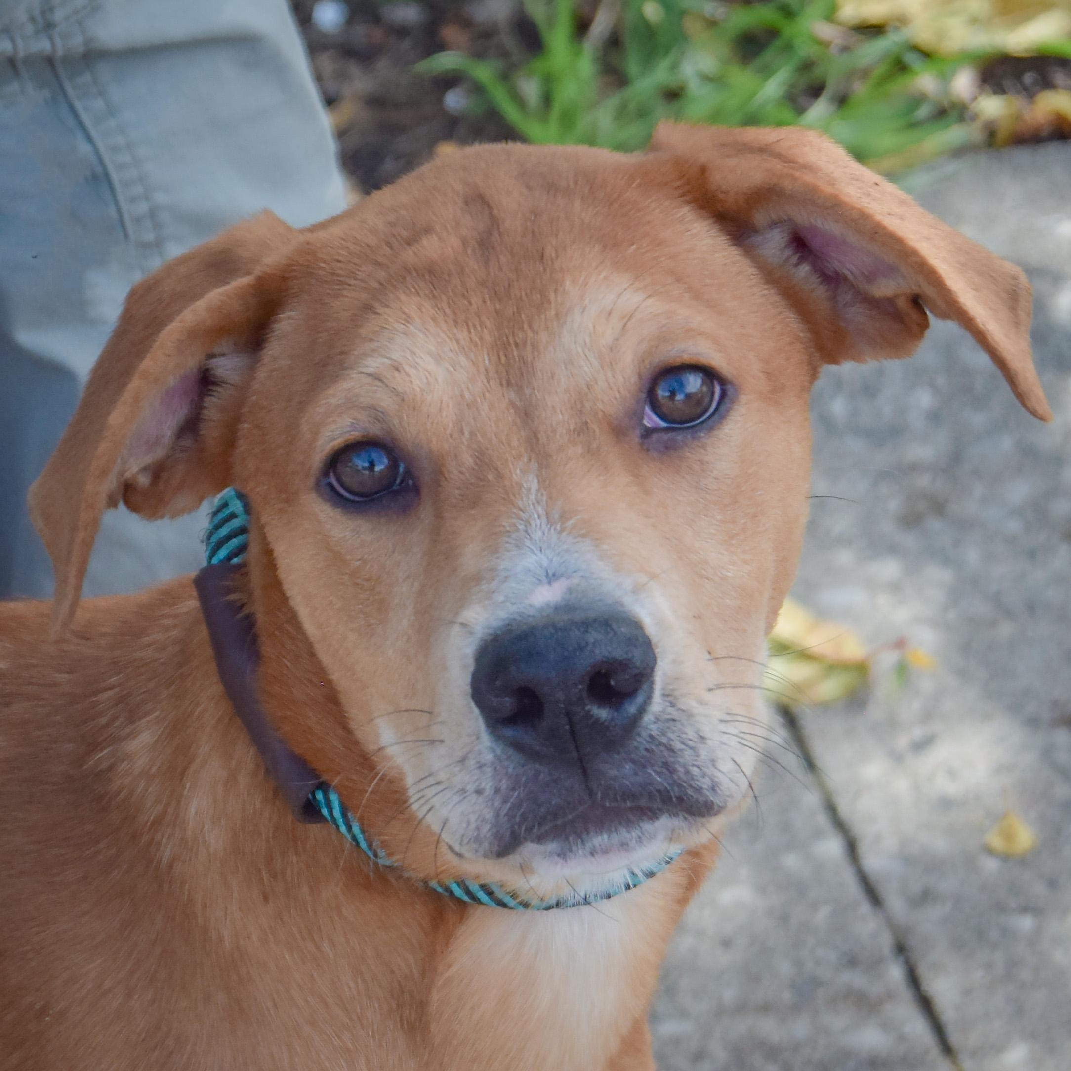 Shelby, Adoptable, Puppy Female Yellow Labrador Retriever & Black Mouth Cur.