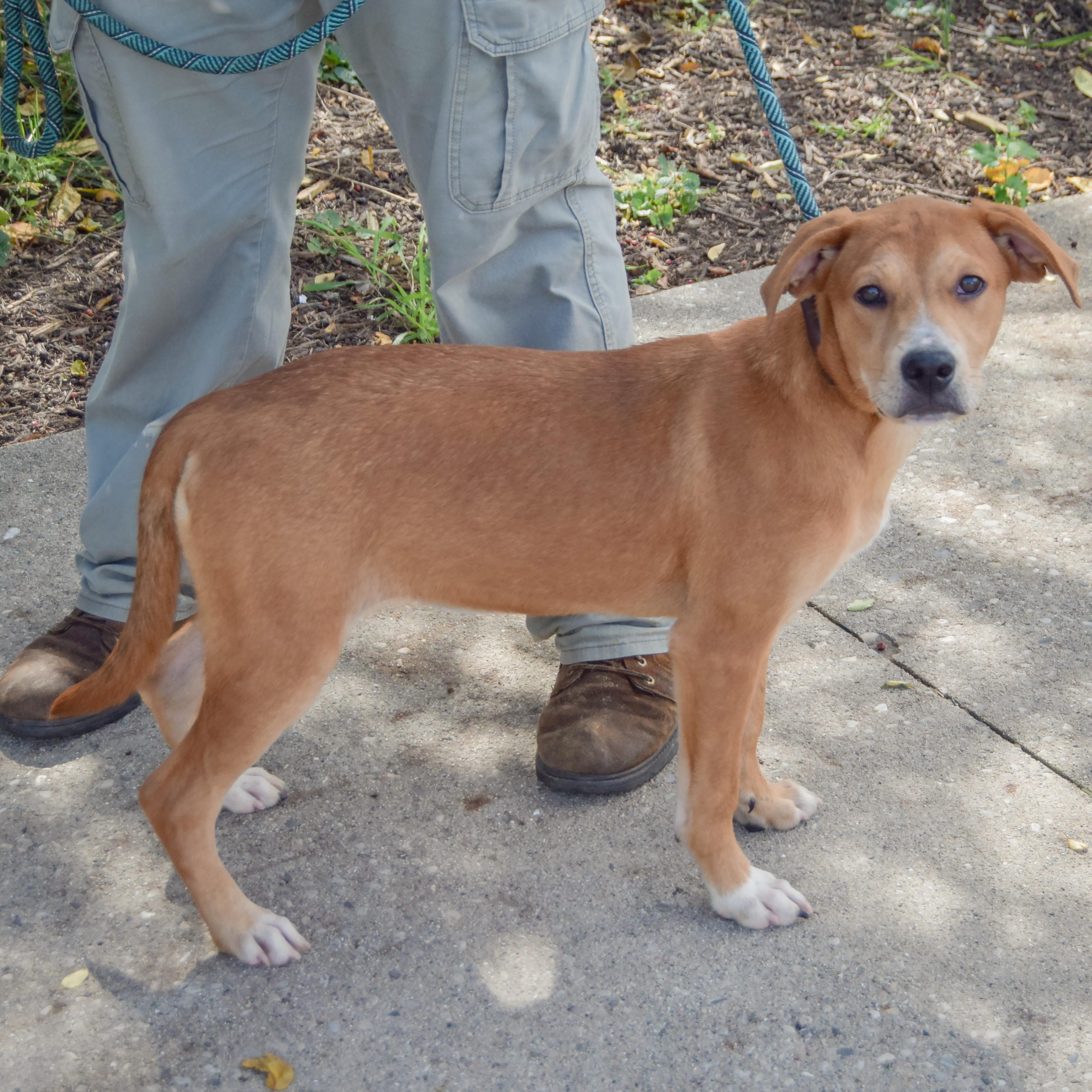 Enlarge Shelby, a Adoptable mixed breed in Huntley, IL image 3/3