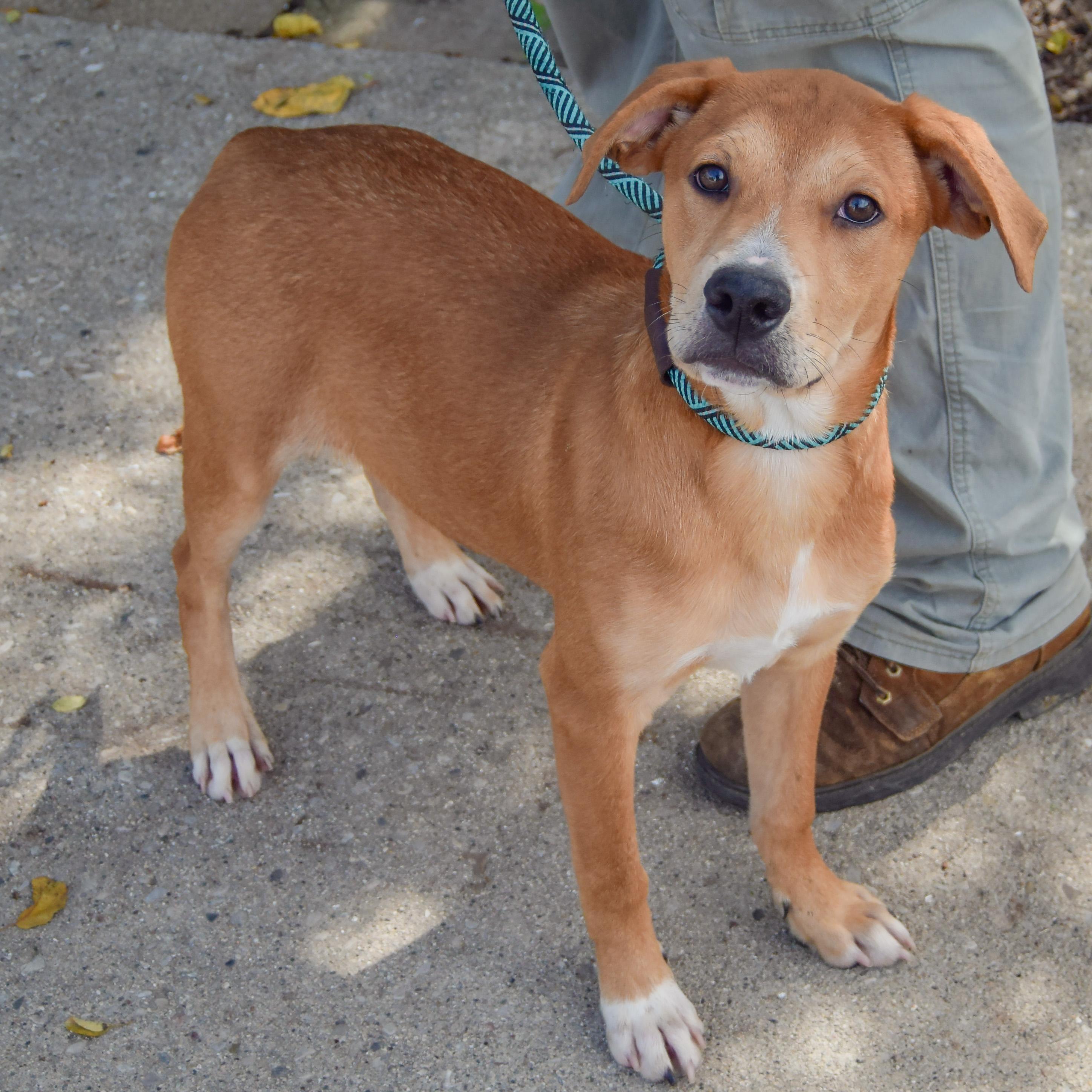 Enlarge Shelby, a Adoptable mixed breed in Huntley, IL image 2/3