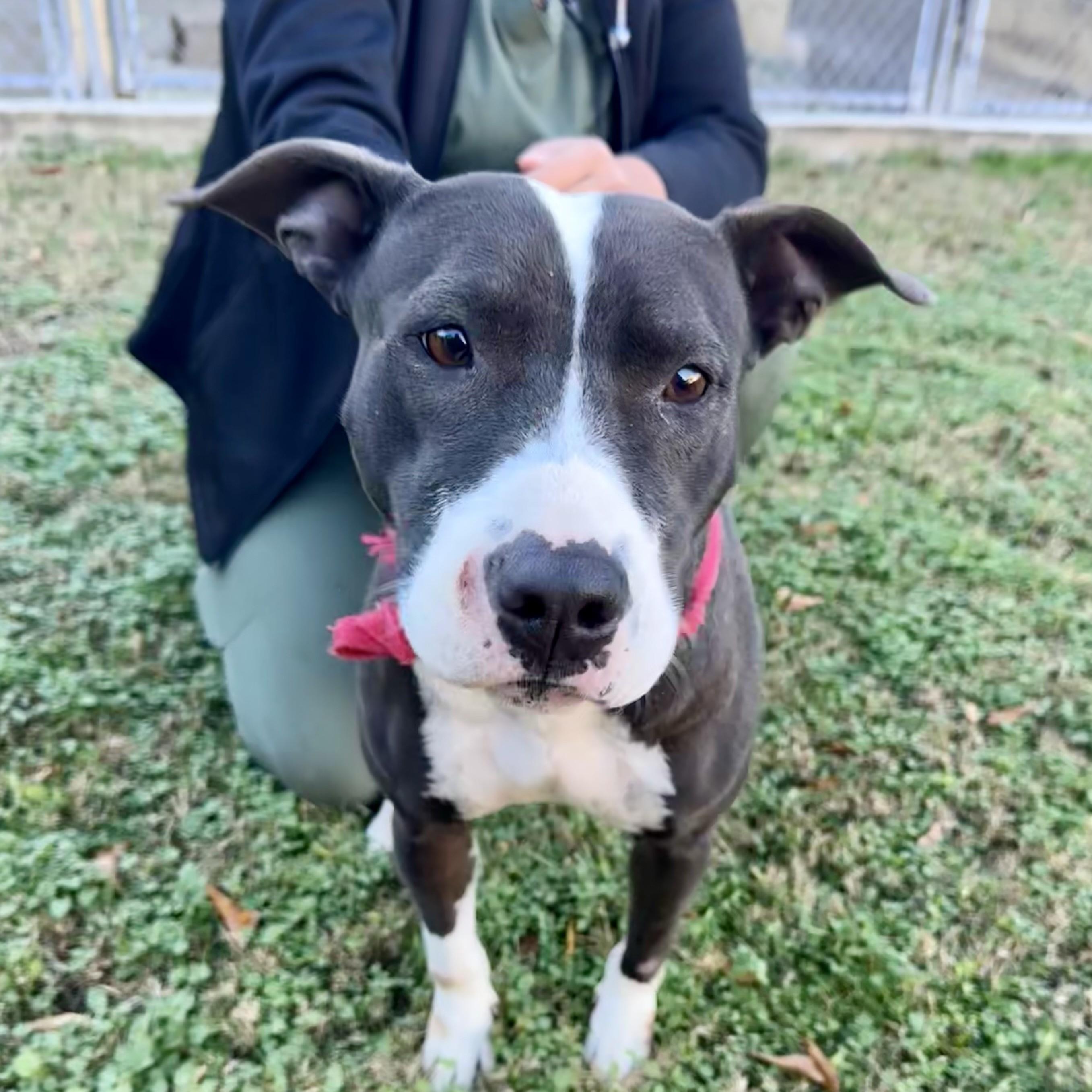 Lola — thumbnail 3