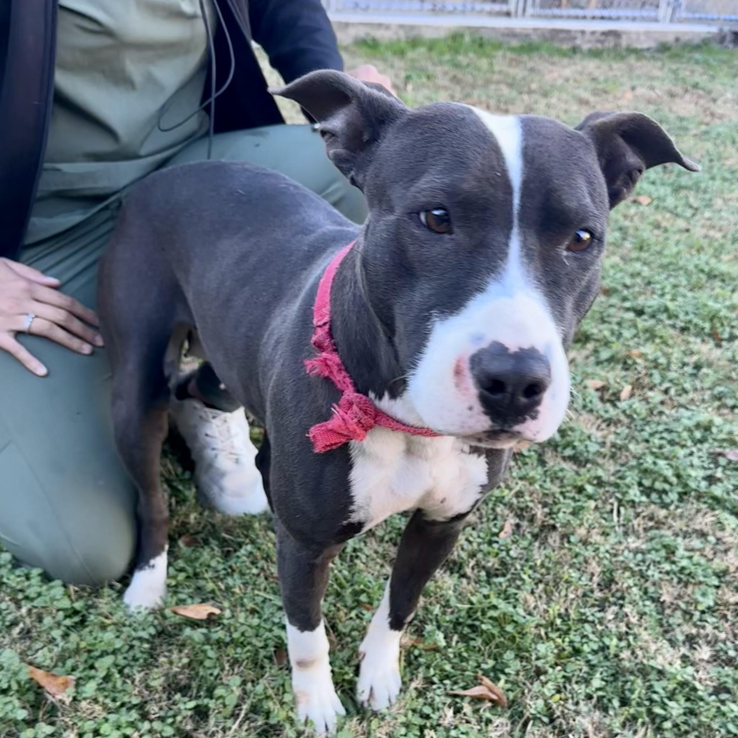 Lola — thumbnail 4