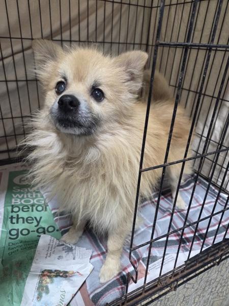 Enlarge 26-02-0426 Tommy, a Adoptable mixed breed in Dallas, GA image 1/4
