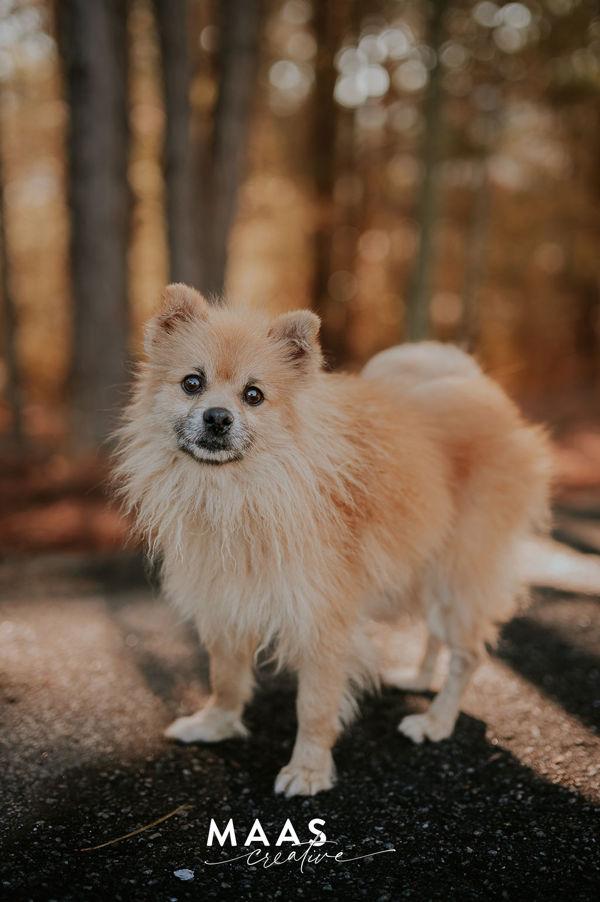 Enlarge 26-02-0426 Tommy, a Adoptable mixed breed in Dallas, GA image 2/4