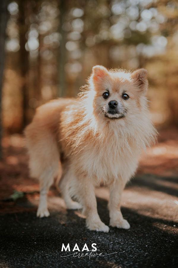Enlarge 26-02-0426 Tommy, a Adoptable mixed breed in Dallas, GA image 4/4