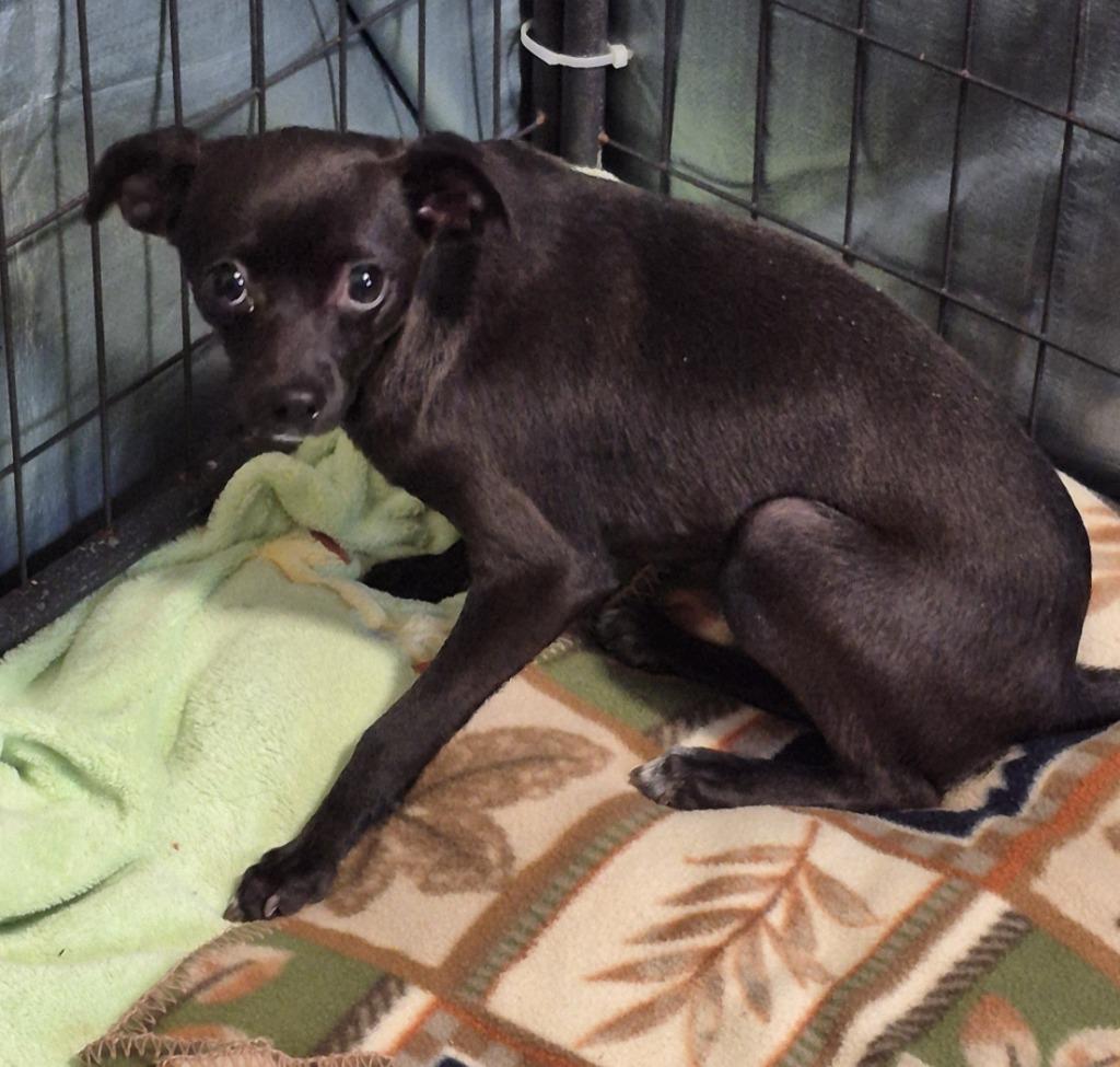 Enlarge Wes, a Adoptable Chihuahua in Thompson Falls, MT image 1/2