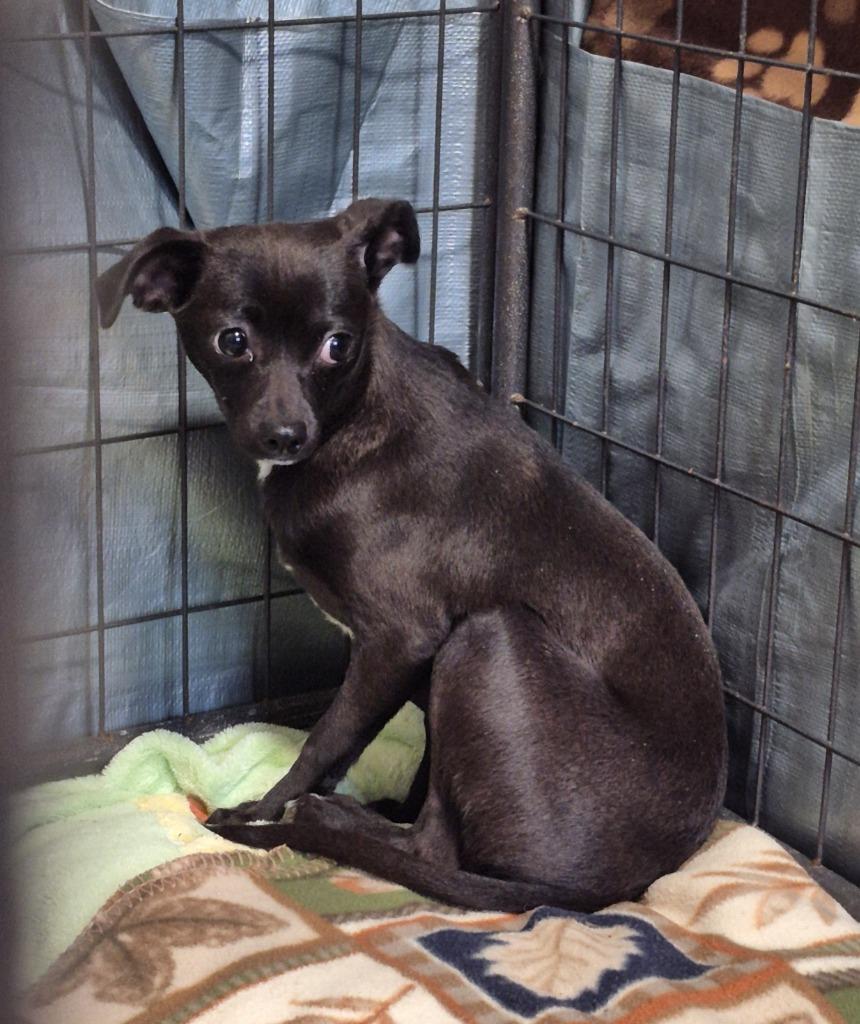 Enlarge Wes, a Adoptable Chihuahua in Thompson Falls, MT image 2/2