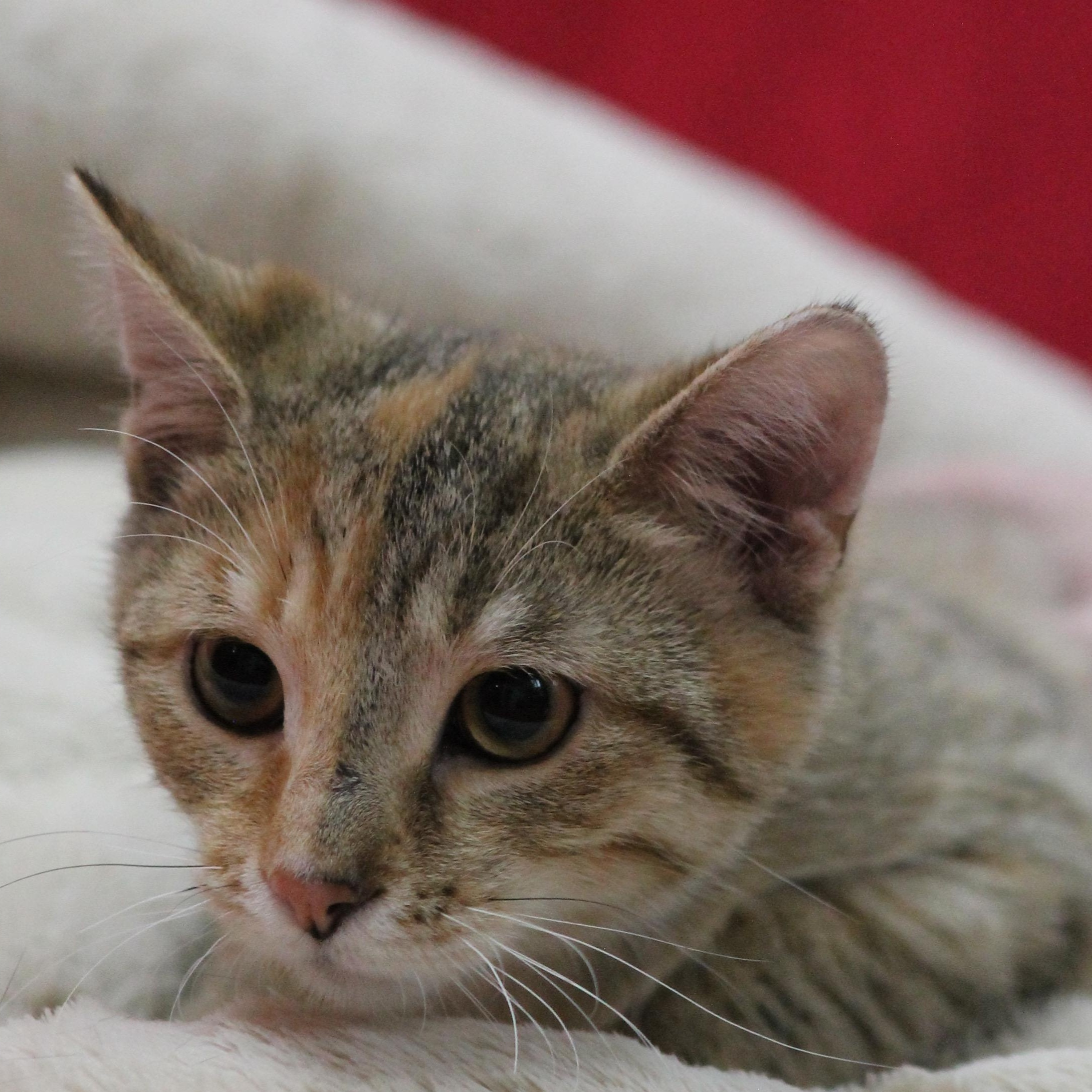 Enlarge Valentina, a Adoptable mixed breed in Lemont, IL image 4/6