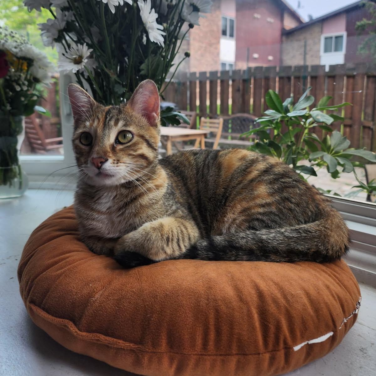 Enlarge Valentina, a Adoptable mixed breed in Lemont, IL image 3/6