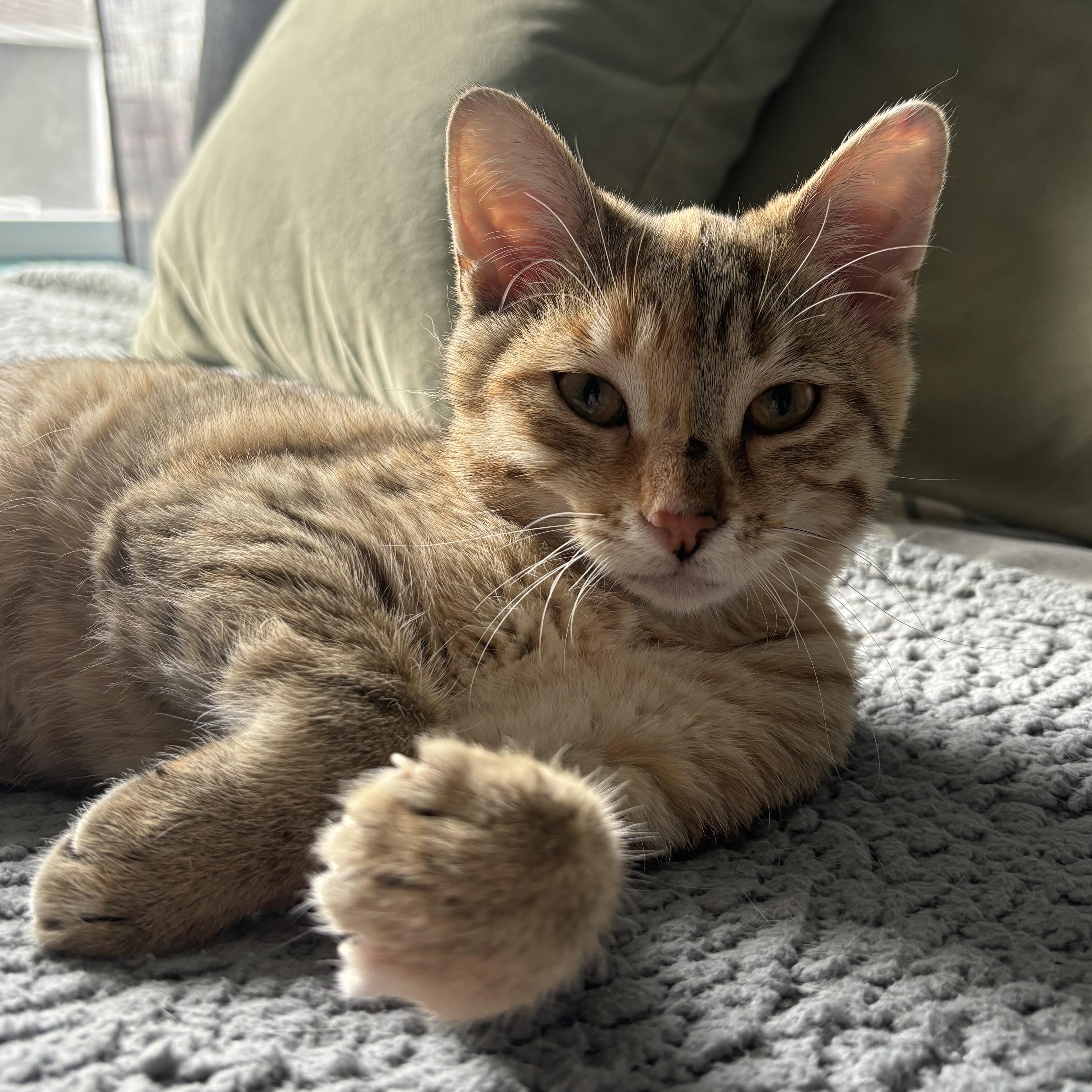 Enlarge Valentina, a Adoptable mixed breed in Lemont, IL image 5/6