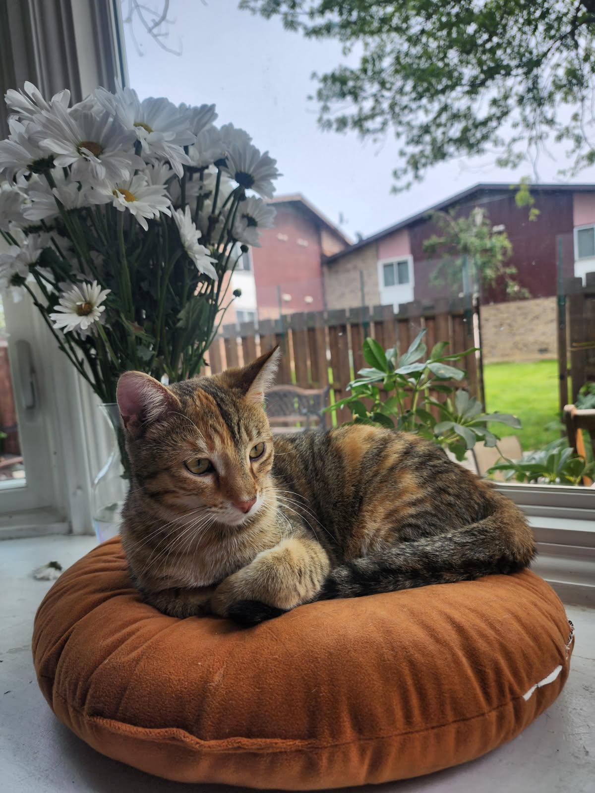 Valentina, Adoptable, Kitten Female Domestic Medium Hair & Torbie.