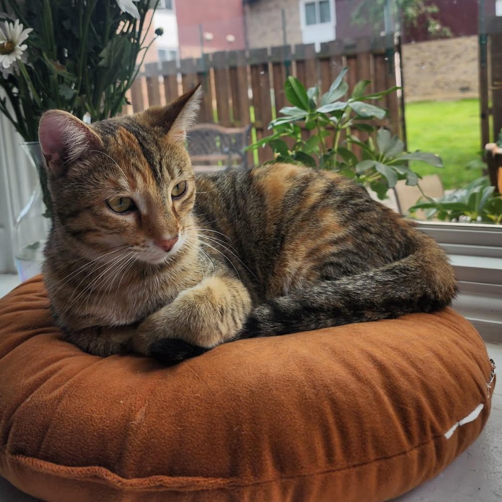 Enlarge Valentina, a Adoptable mixed breed in Lemont, IL image 1/6