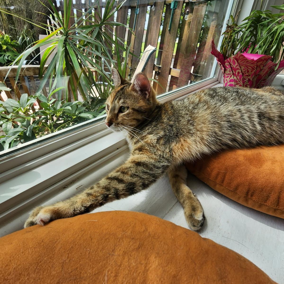 Enlarge Valentina, a Adoptable mixed breed in Lemont, IL image 6/6