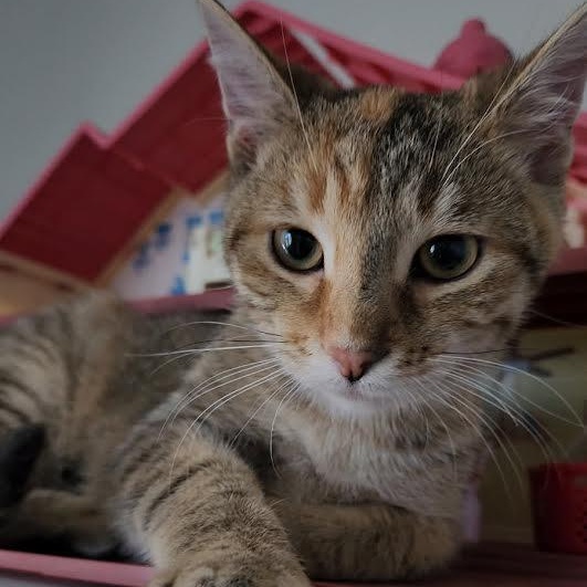 Enlarge Valentina, a Adoptable mixed breed in Lemont, IL image 2/6