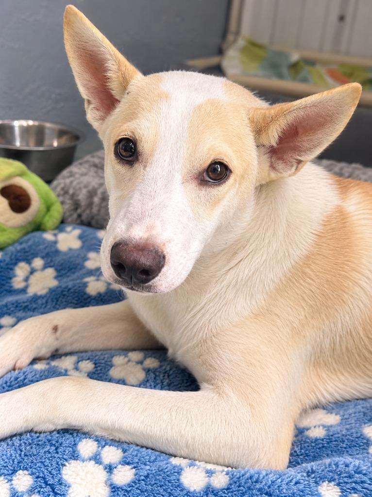 Scratch, Adoptable, Young Male Australian Cattle Dog / Blue Heeler & Mixed Breed.