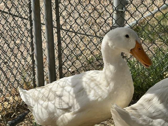 Enlarge ROGER, a Adoptable Duck in Pueblo, CO image 1/1