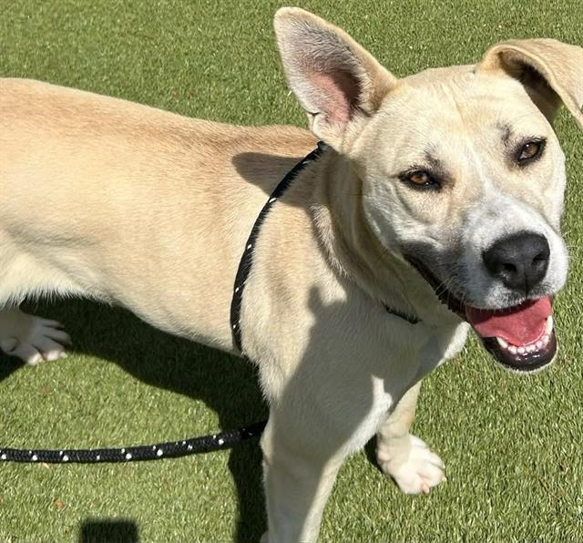 Enlarge LOUNA, a Adoptable Anatolian Shepherd in Clyde, NC image 1/1