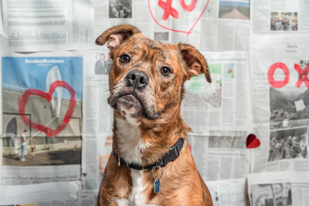 Moe, Adoptable, Young Male Boxer.