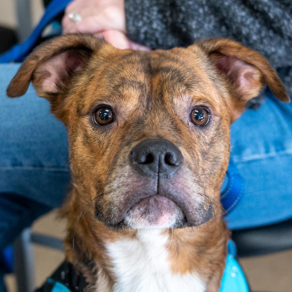 Enlarge Moe, a Adoptable mixed breed in Mundelein, IL image 3/6