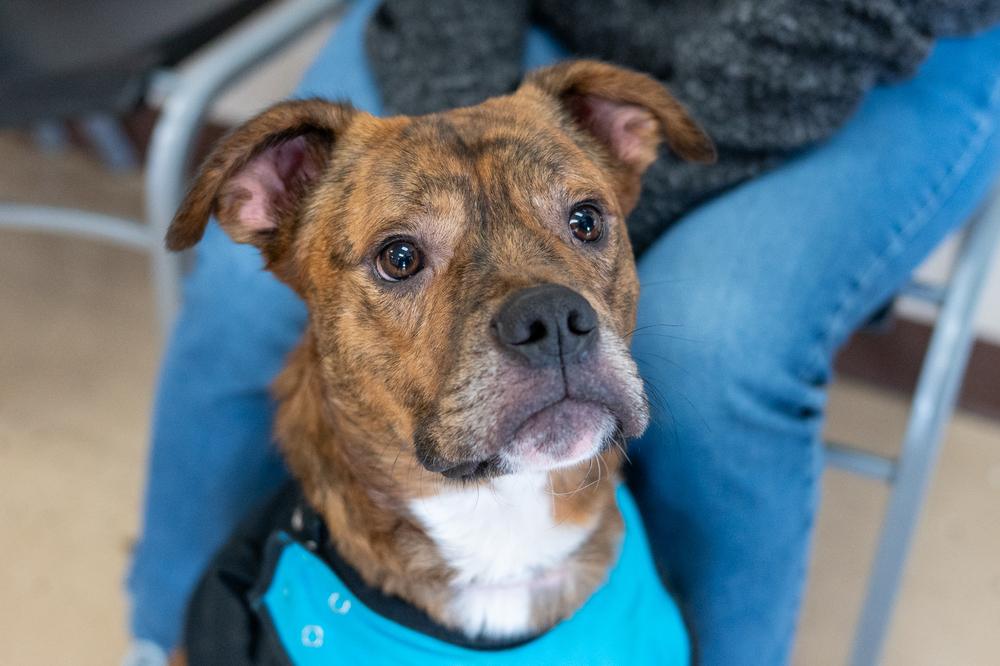 Enlarge Moe, a Adoptable mixed breed in Mundelein, IL image 4/6