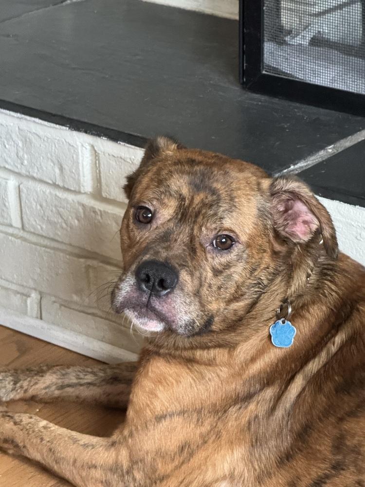 Enlarge Moe, a Adoptable mixed breed in Mundelein, IL image 6/6