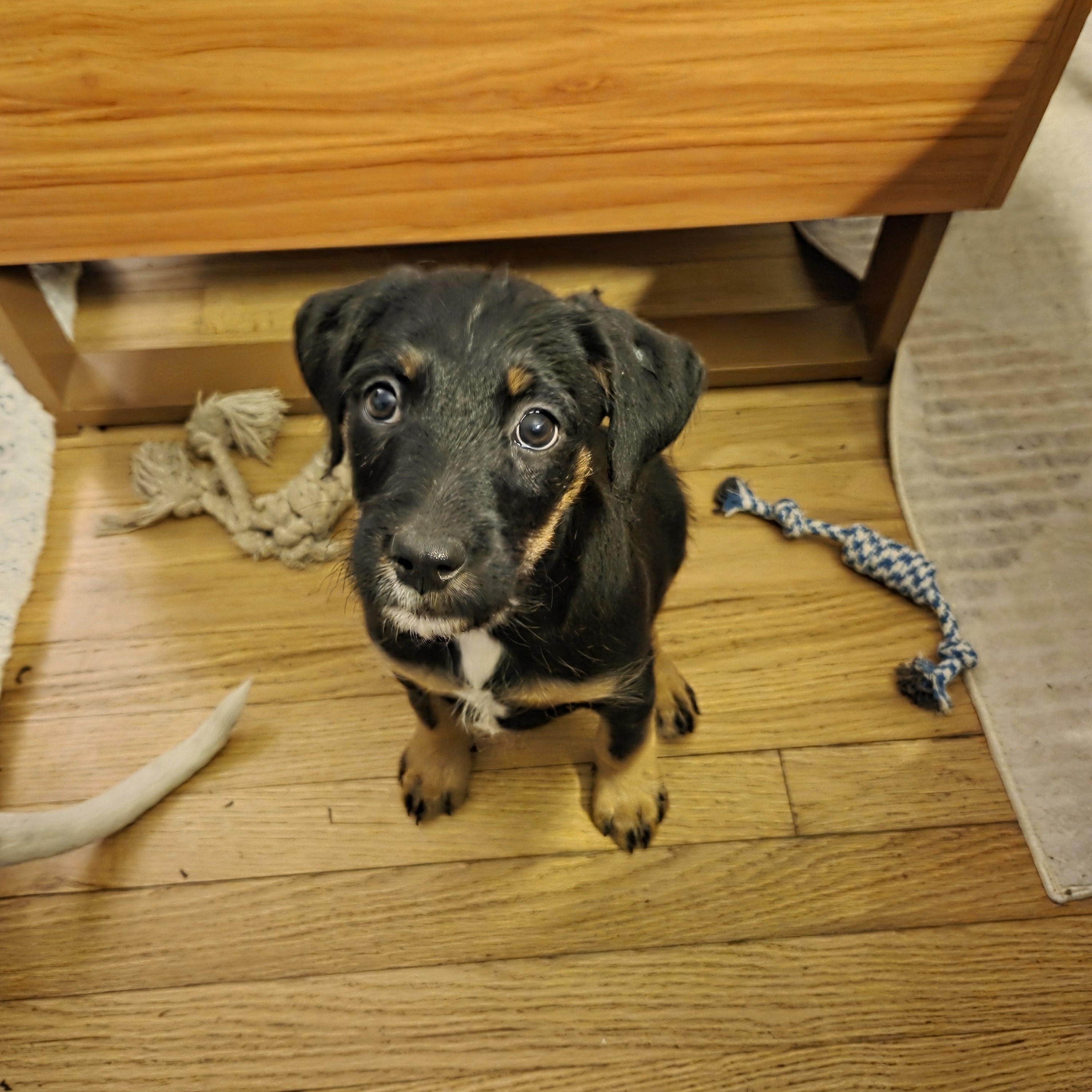 Enlarge Dorothy, an adoptable mixed breed in Racine, WI image 3/6