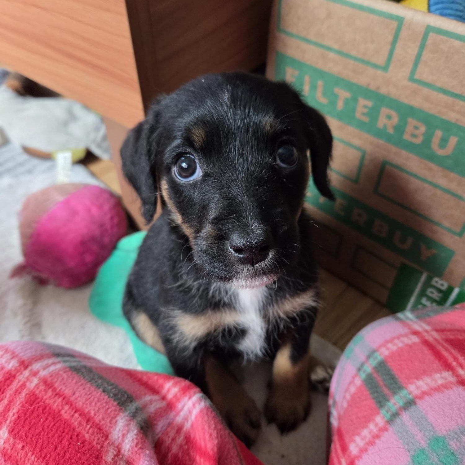 Dorothy, Adoptable, Puppy Female Poodle.