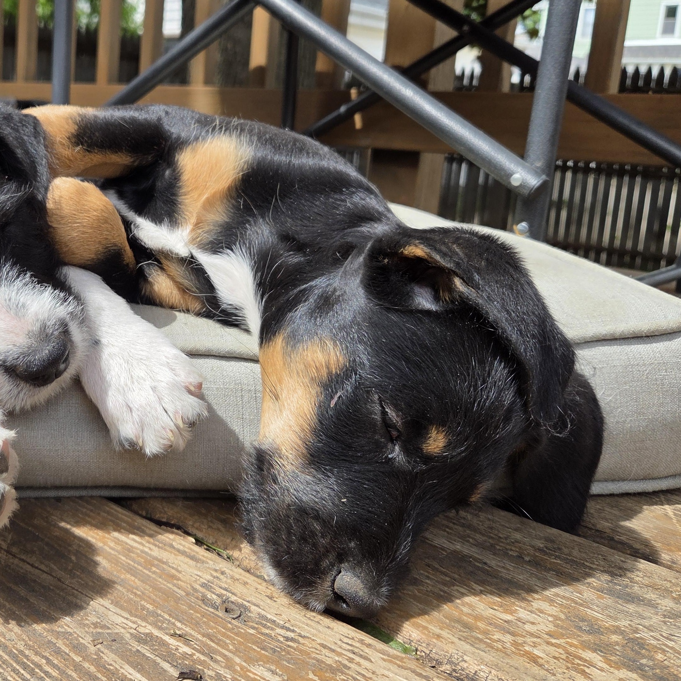 Enlarge Dorothy, an adoptable mixed breed in Racine, WI image 4/6