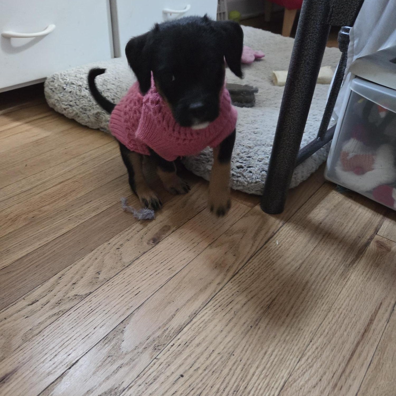 Enlarge Dorothy, an adoptable mixed breed in Racine, WI image 5/6