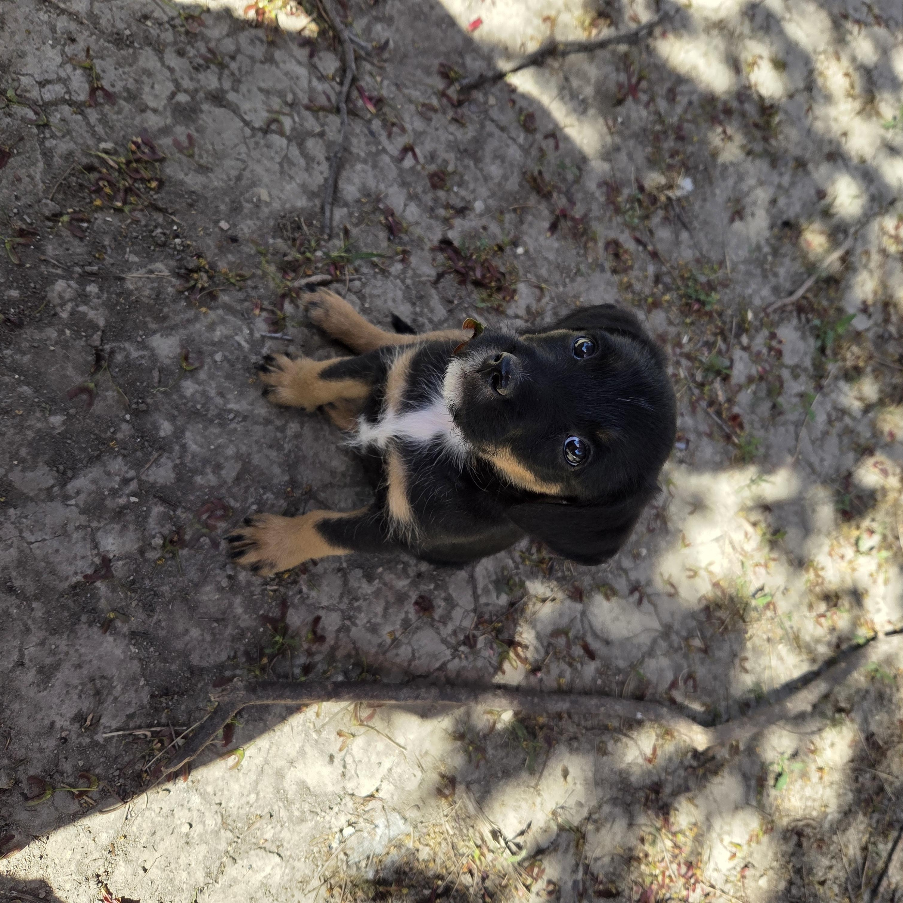 Enlarge Dorothy, an adoptable mixed breed in Racine, WI image 2/6