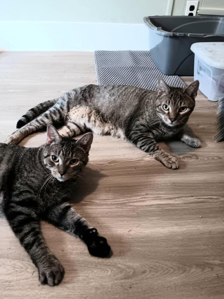 Enlarge Evan, a Adoptable mixed breed in Sprakers, NY image 1/2