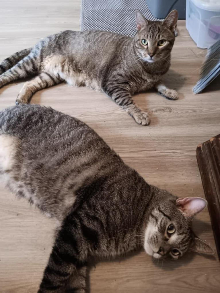 Enlarge Evan, a Adoptable mixed breed in Sprakers, NY image 2/2