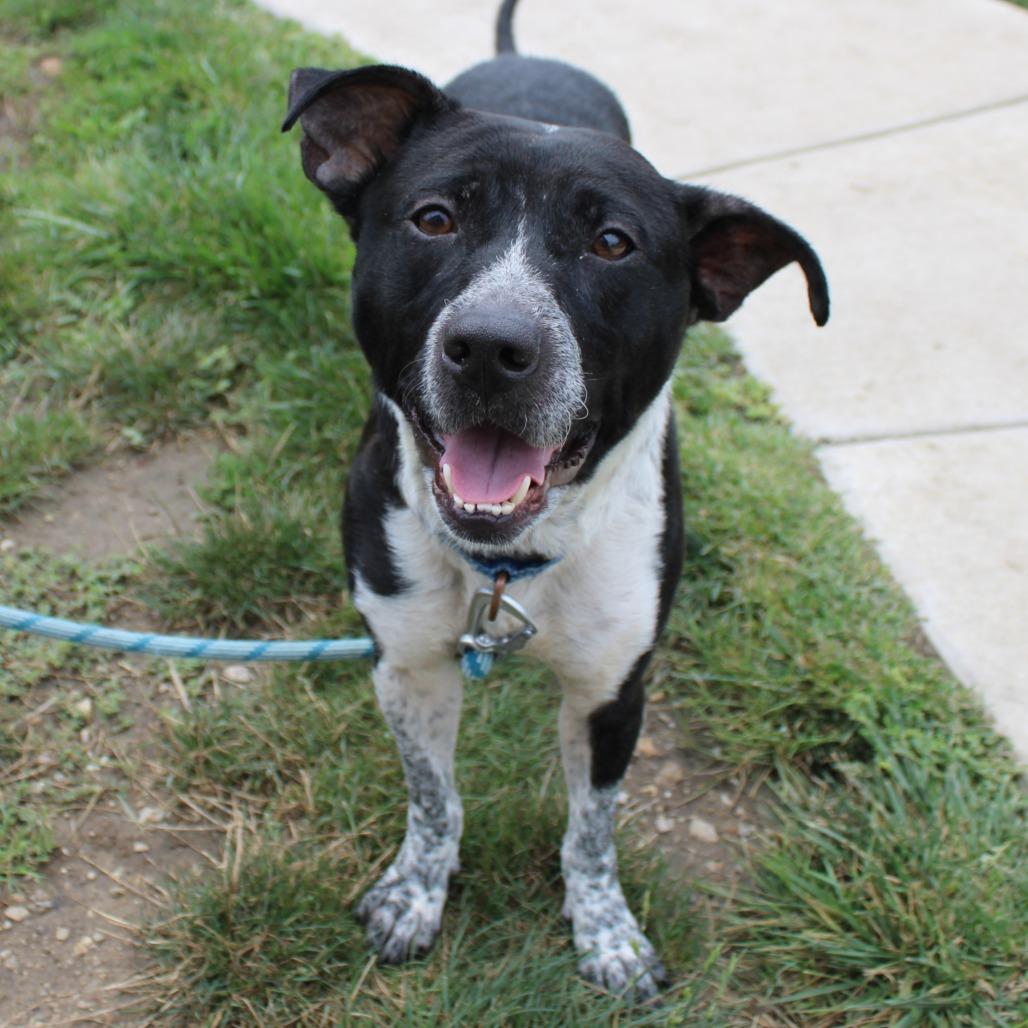 Enlarge Raena, a Adoptable mixed breed in Champaign, IL image 1/5