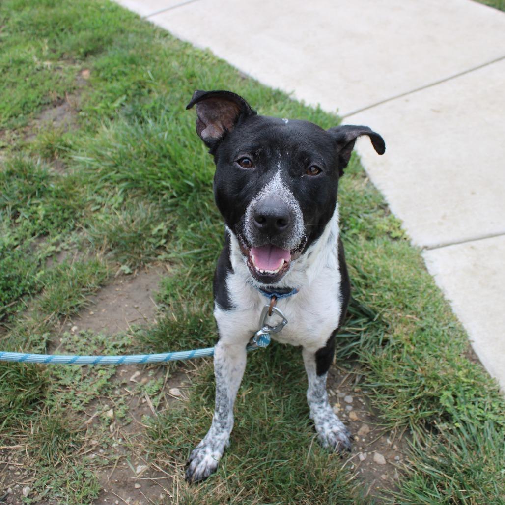 Enlarge Raena, a Adoptable mixed breed in Champaign, IL image 2/5