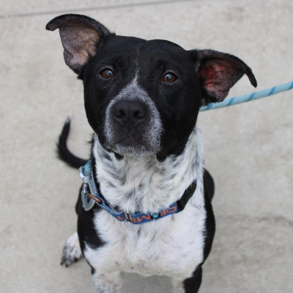 Enlarge Raena, a Adoptable mixed breed in Champaign, IL image 3/5
