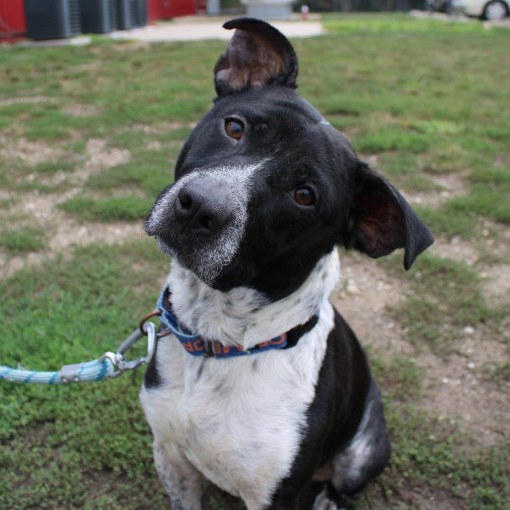 Enlarge Raena, a Adoptable mixed breed in Champaign, IL image 4/5