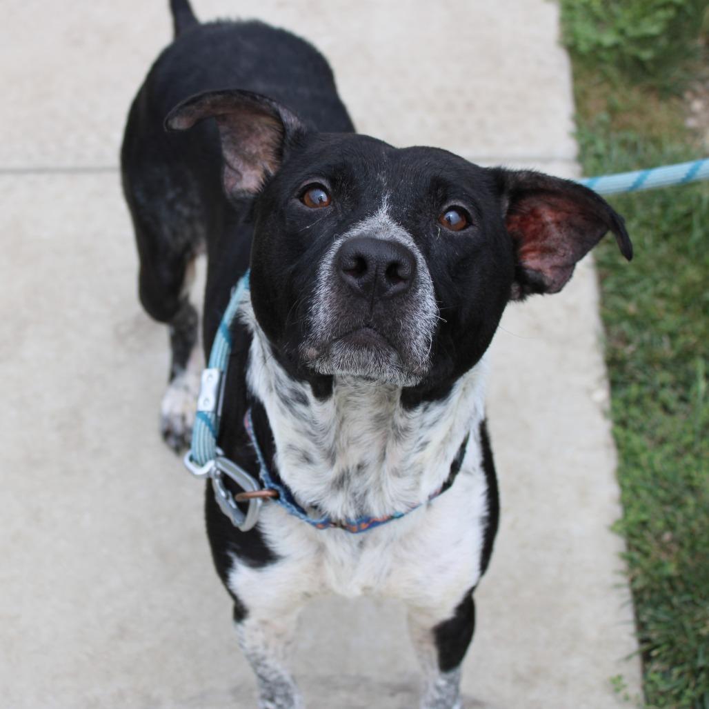 Enlarge Raena, a Adoptable mixed breed in Champaign, IL image 5/5