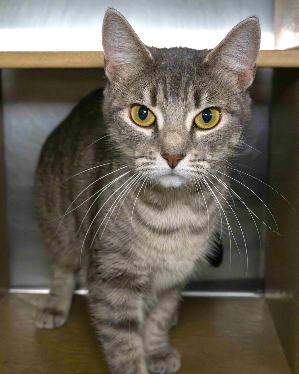 Blossom, Adoptable, Young Female Domestic Short Hair.