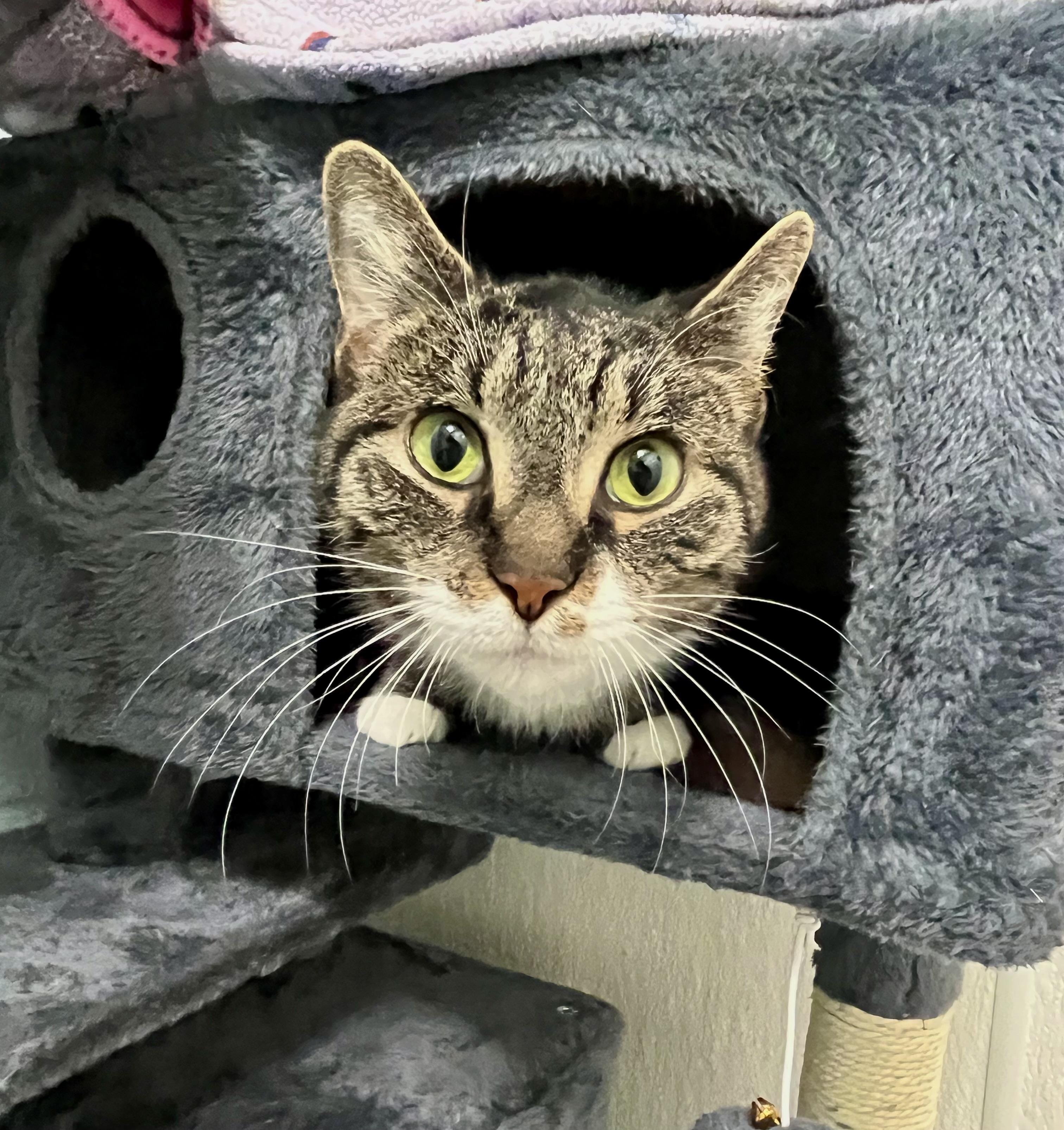 Scarlet — thumbnail 2