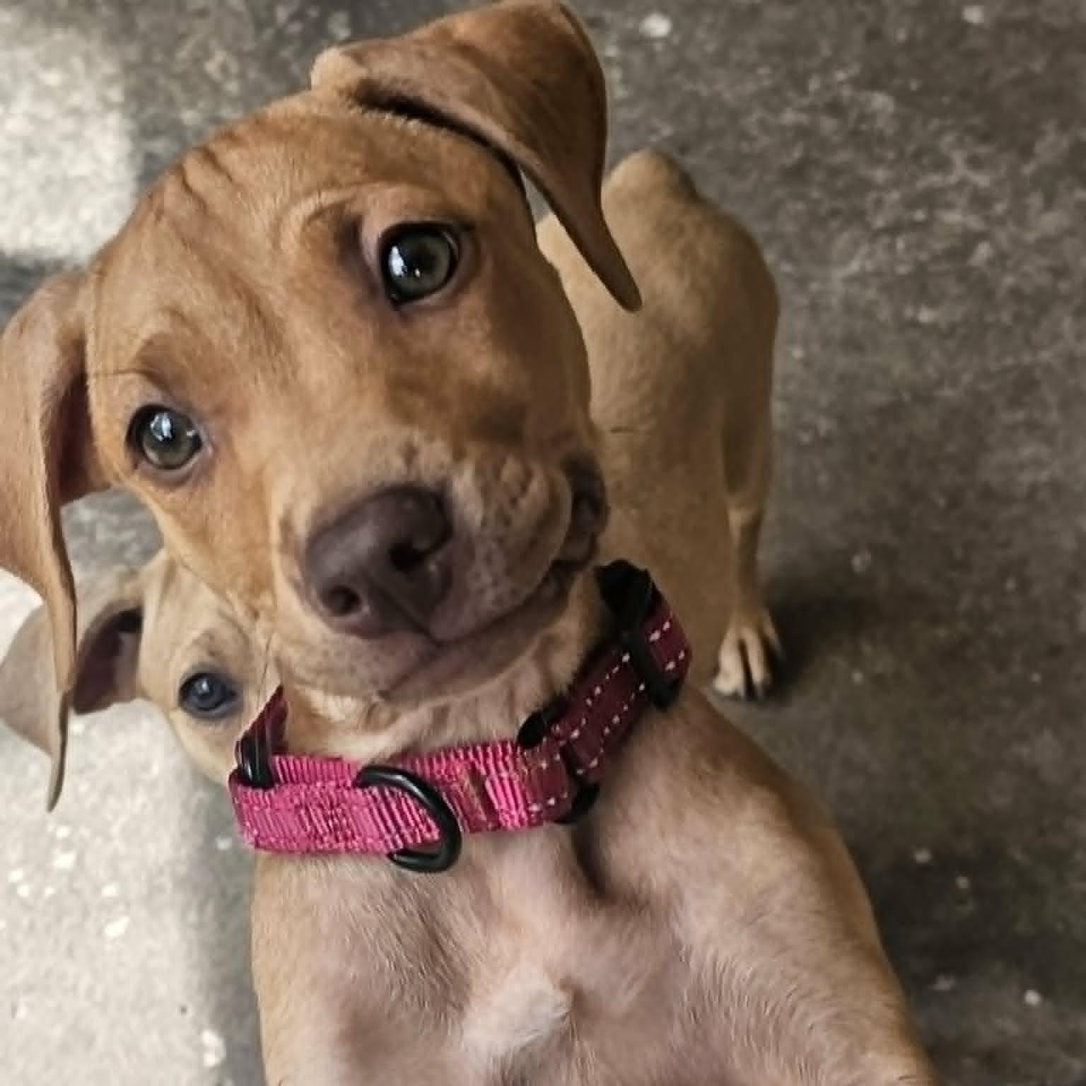 Enlarge MINDY - FOSTER OR ADOPTER NEEDED, a Adoptable mixed breed in Largo, FL image 3/5