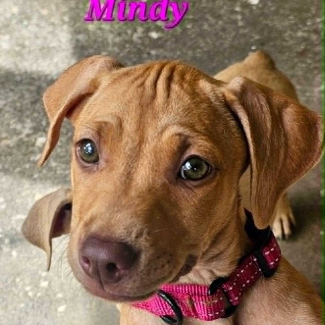 Enlarge MINDY - FOSTER OR ADOPTER NEEDED, a Adoptable mixed breed in Largo, FL image 4/5