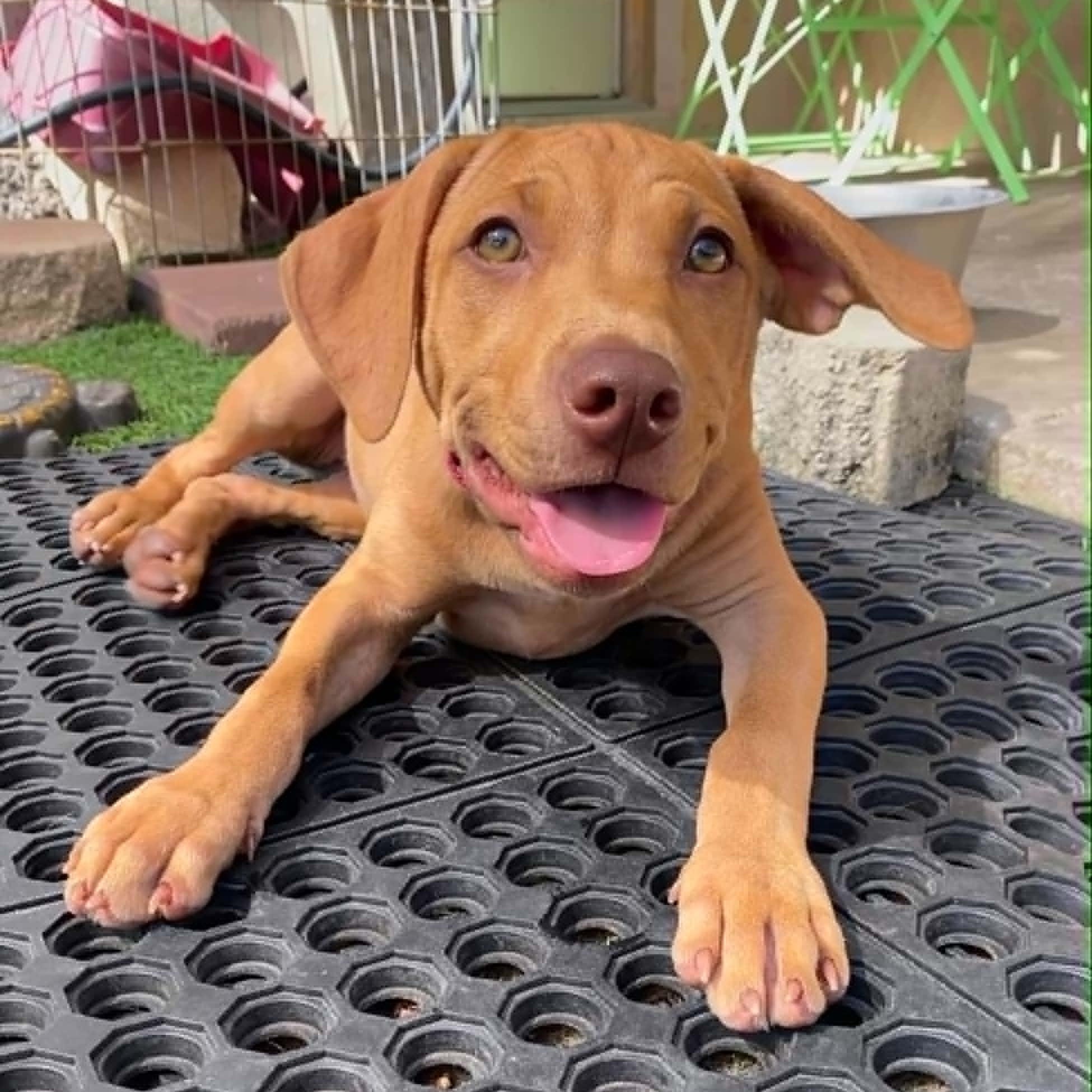 Enlarge MINDY - FOSTER OR ADOPTER NEEDED, a Adoptable mixed breed in Largo, FL image 1/5