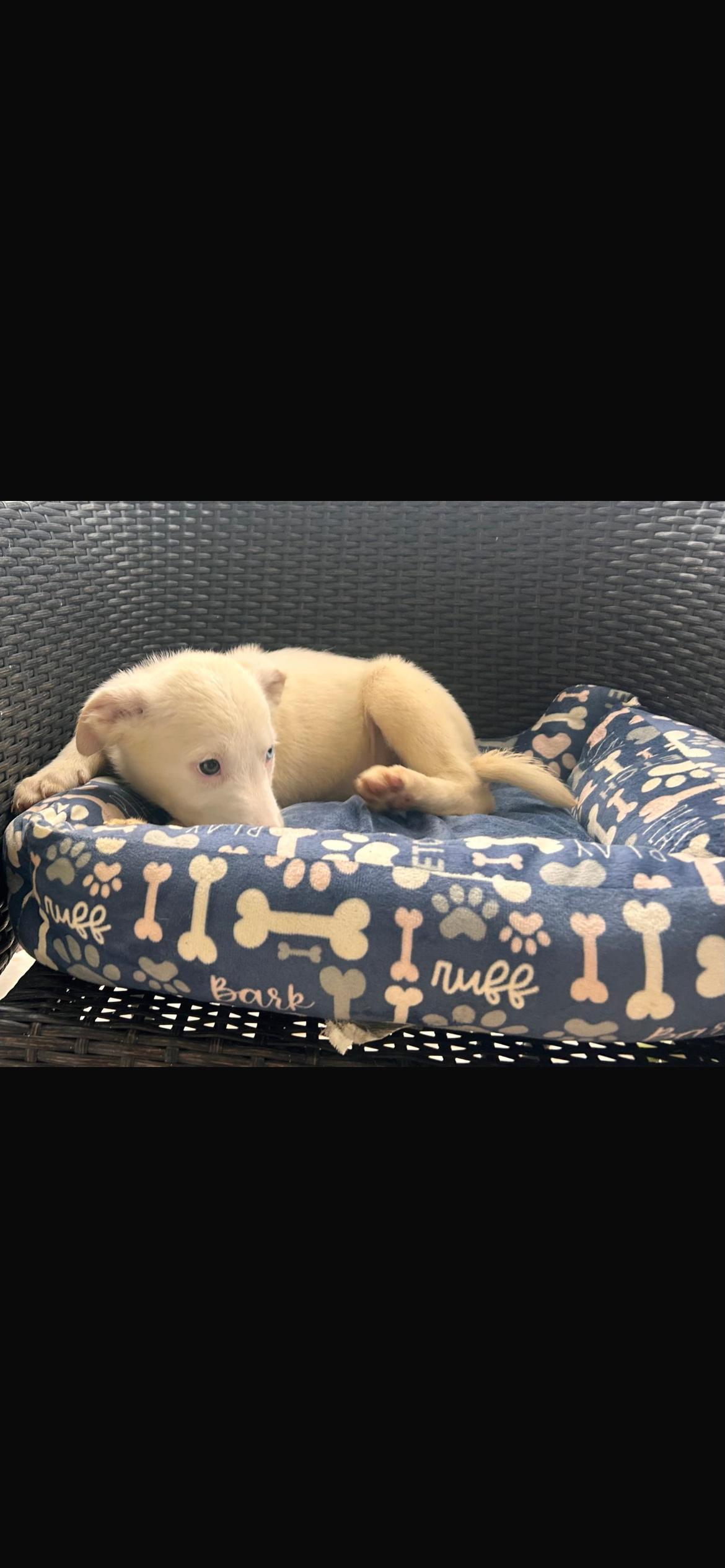 Enlarge Peaches, a Adoptable mixed breed in Virginia Beach, VA image 2/3
