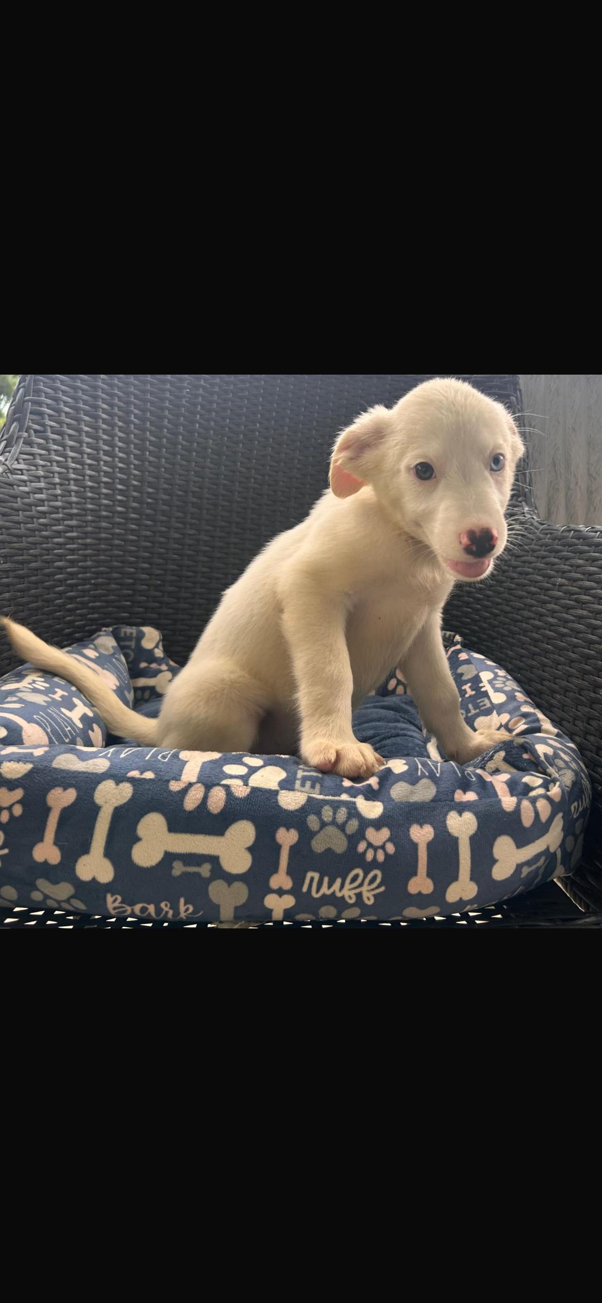 Peaches, Adoptable, Puppy Female Jindo & Mixed Breed.