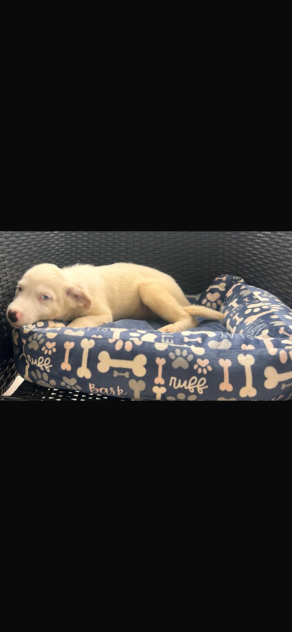Enlarge Peaches, a Adoptable mixed breed in Virginia Beach, VA image 3/3