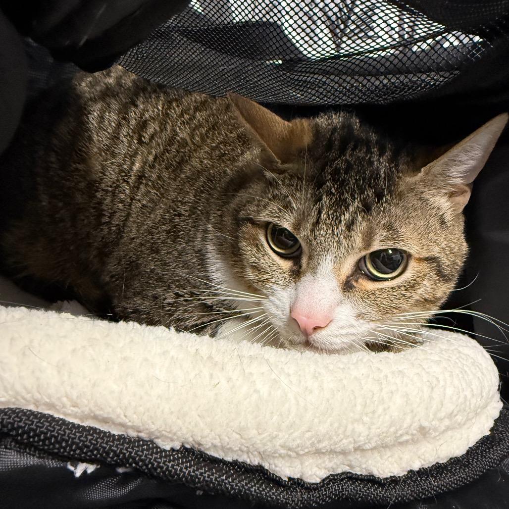 Boba, Adoptable, Adult Female American Shorthair.
