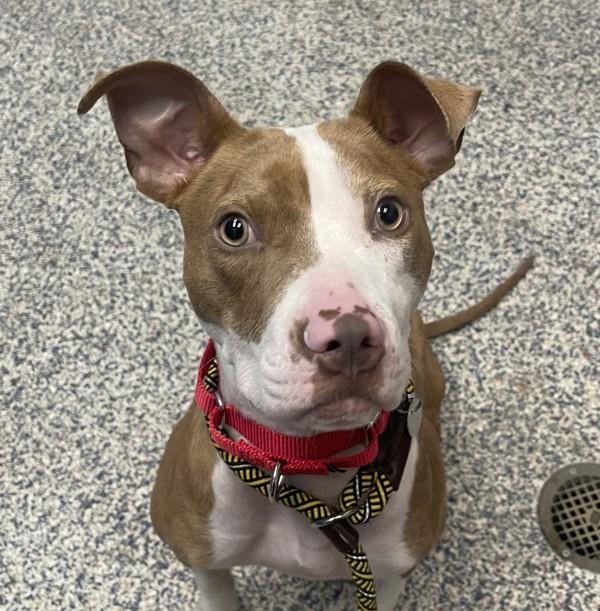 Apple, Adoptable, Young Female Pit Bull Terrier & American Foxhound.