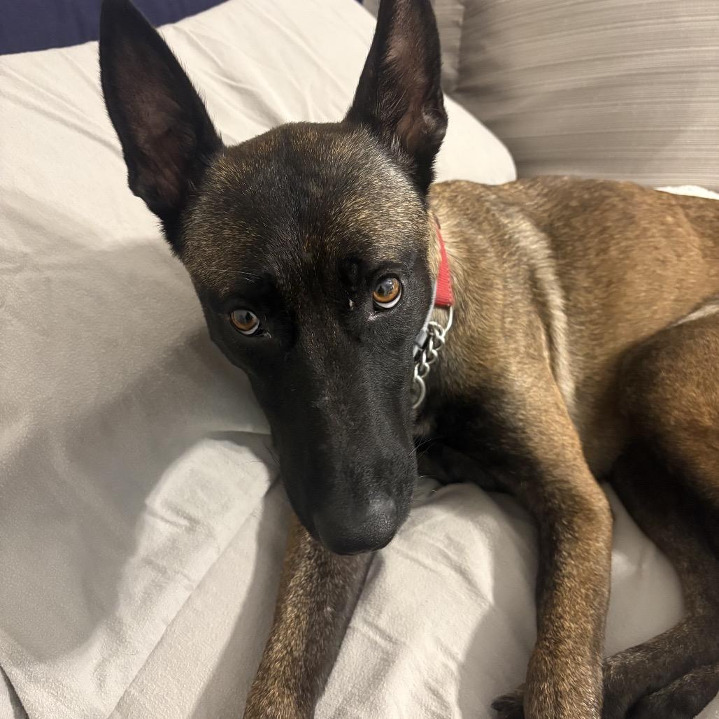 Enlarge Riley Bia, a Adoptable Belgian Shepherd / Malinois in Duck River, TN image 1/5