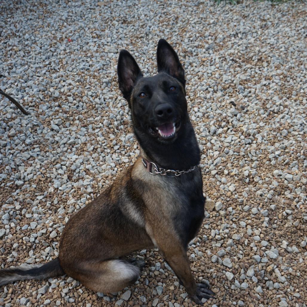Enlarge Riley, a Adoptable Belgian Shepherd / Malinois in Duck River, TN image 2/6