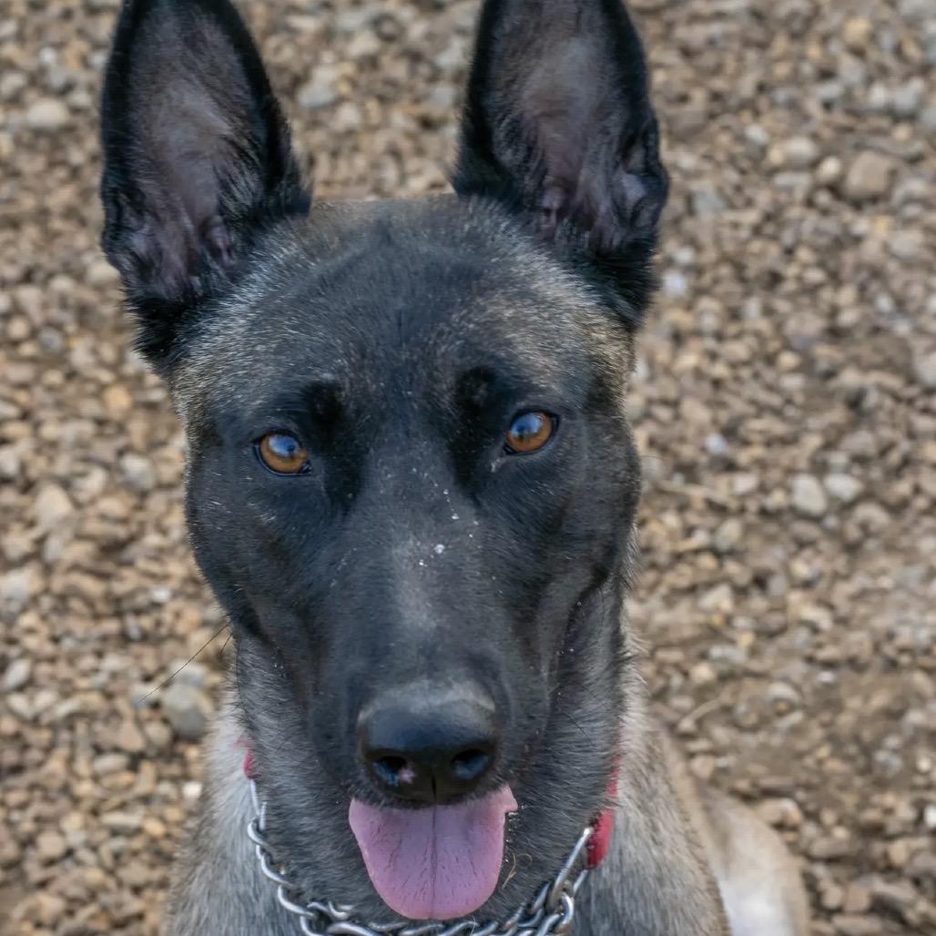 Enlarge Riley Bia, a Adoptable Belgian Shepherd / Malinois in Duck River, TN image 2/5